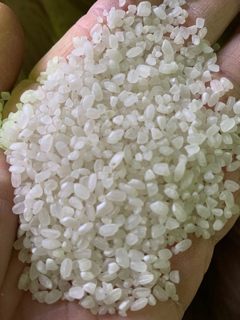 岡山産　純あけぼの米　10kg 無農薬　精米、送料無料