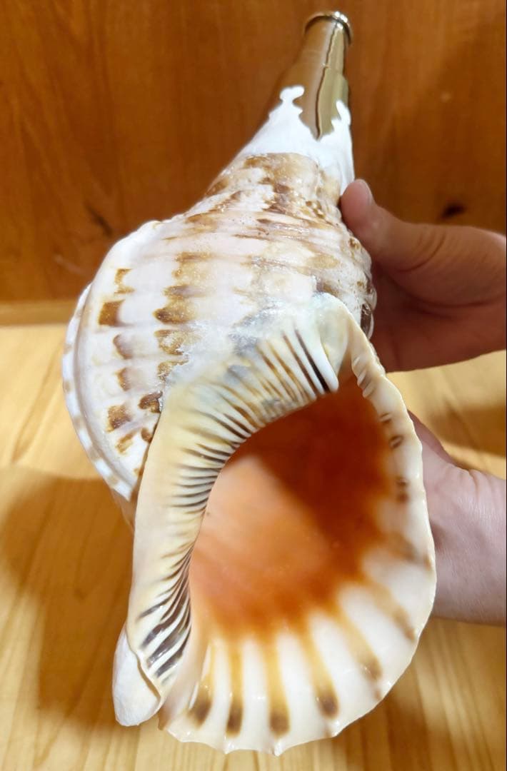 コンパクト肉厚修験道法螺貝　山伏　密教　熊よけ　魔除け❣️ホラガイ　ほら貝