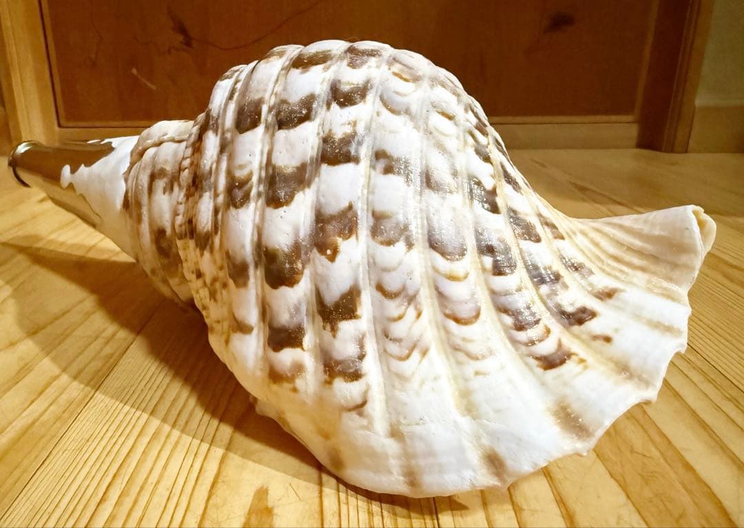 コンパクト肉厚修験道法螺貝　山伏　密教　熊よけ　魔除け❣️ホラガイ　ほら貝