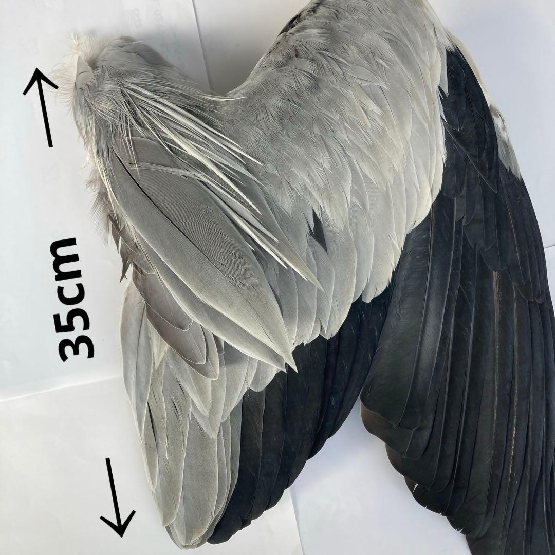 アオサギの翼標本と尾標本　鳥の羽根