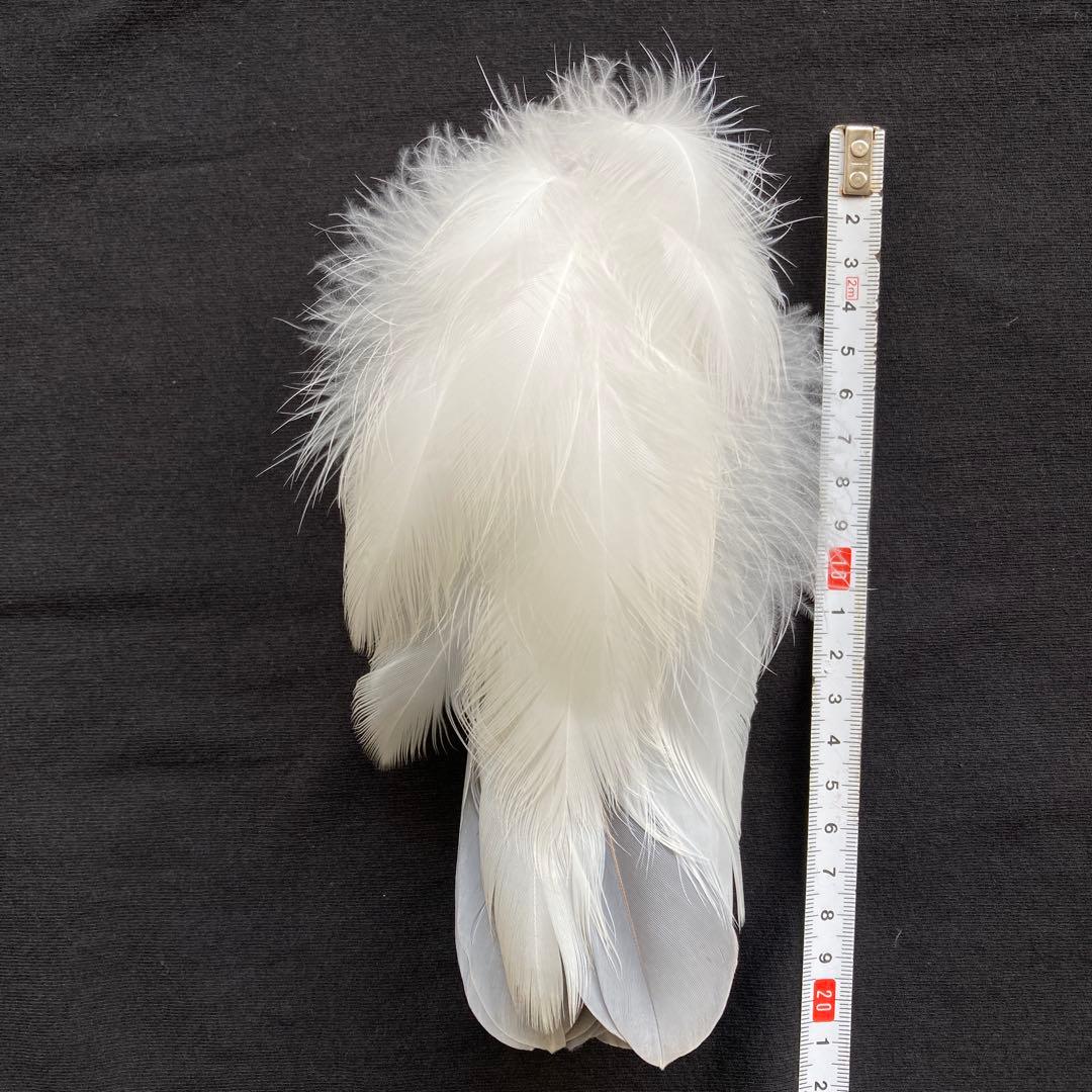 アオサギの翼標本と尾標本　鳥の羽根