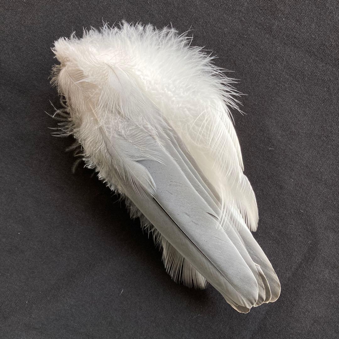 アオサギの翼標本と尾標本　鳥の羽根