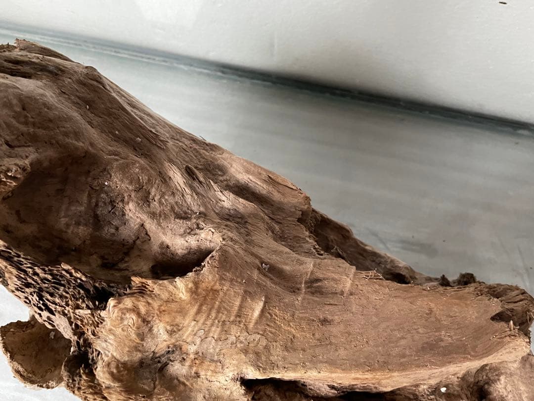 大型　☆アクアリウム　生花　テラリウム 爬虫類　天然流木 ホーンウッド　⭐︎