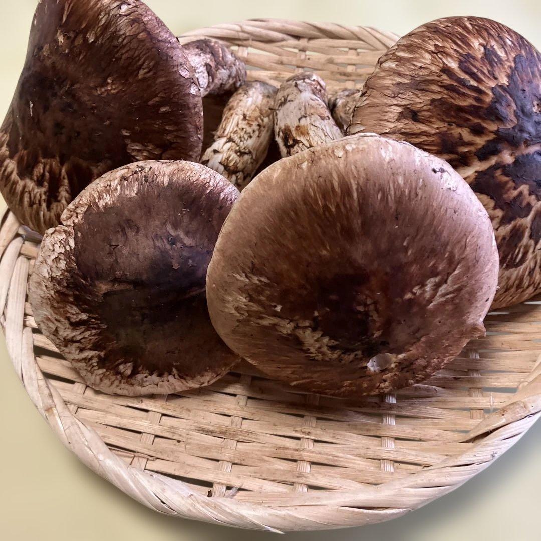 岩手県産松茸　370g