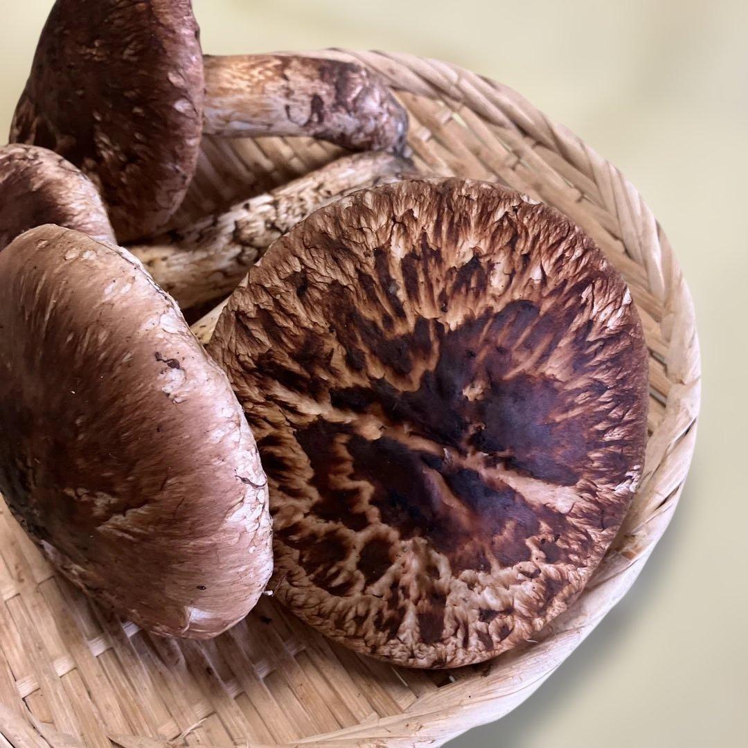 岩手県産松茸　370g