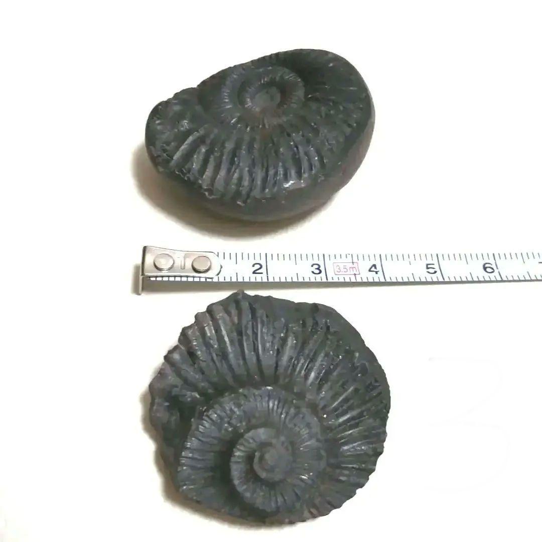 【美品】アンモナイト　3セット