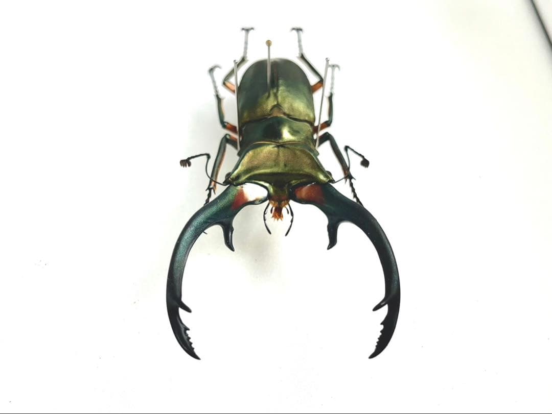 エラフスホソアカクワガタ　標本　89mm