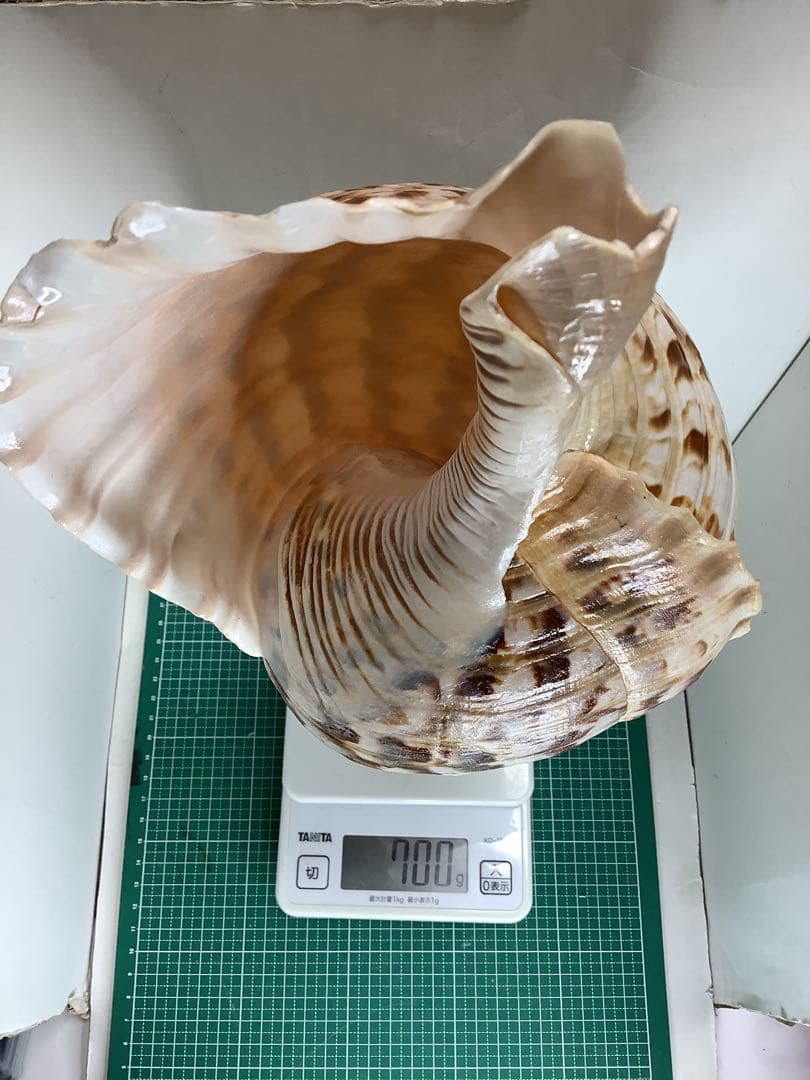 ヤフメリ1・法螺貝・山伏・修験者・金峯山・羽黒山・戦国武将・縁起物・魔除・熊除笛