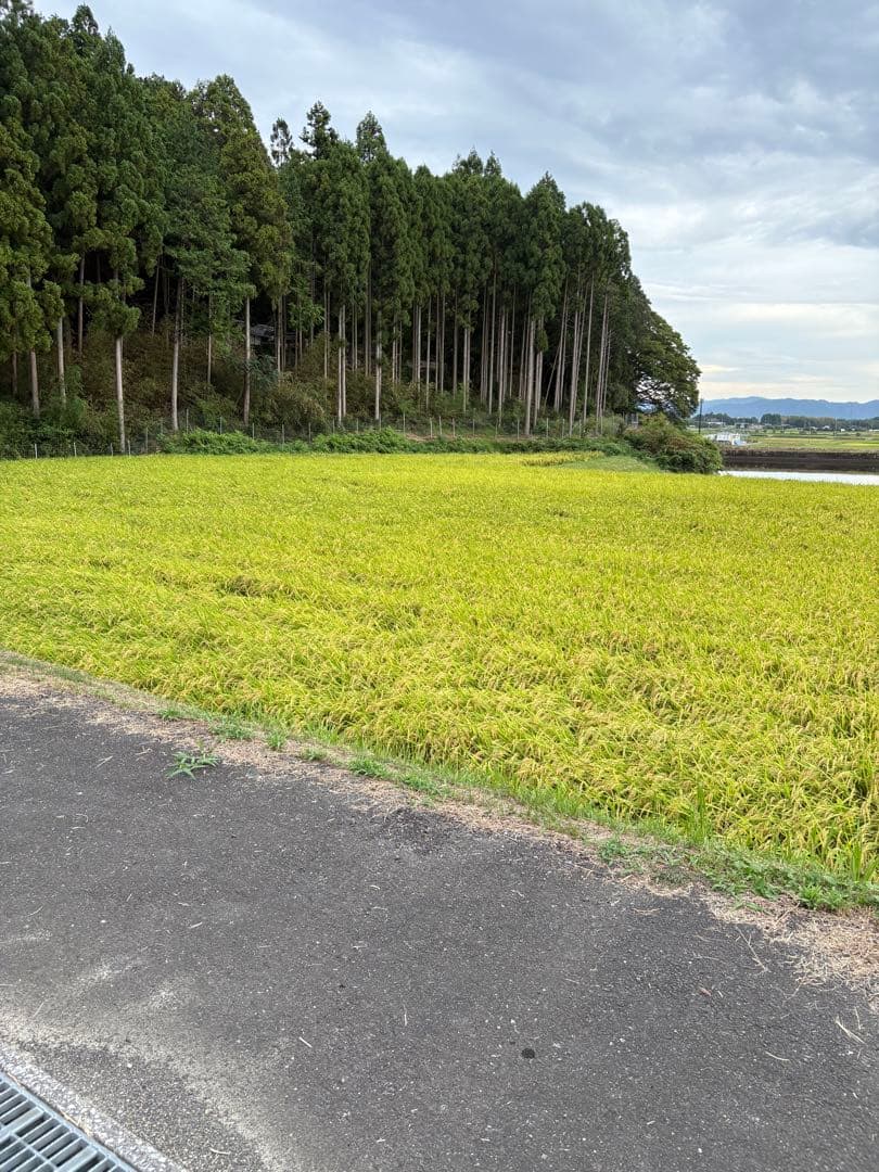 令和7年度　京都産　キヌヒカリ