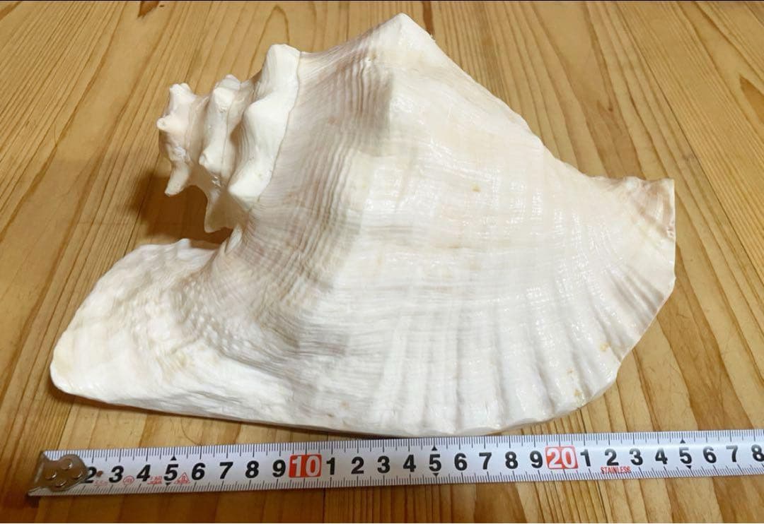 希少古代特大肉厚桃色法螺貝、ピンク法螺貝