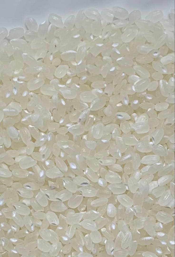 高食味❗️令和7年 低農薬栽培 高知コシヒカリ玄米10キロ(5kg×2)精米無料