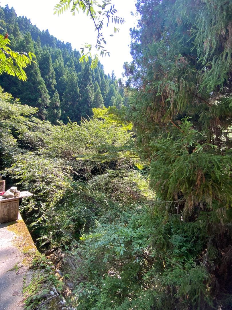 はちみつ　日本蜜蜂のハチミツ　奥山の奥の蜂蜜　国産蜂蜜愛媛産　２種