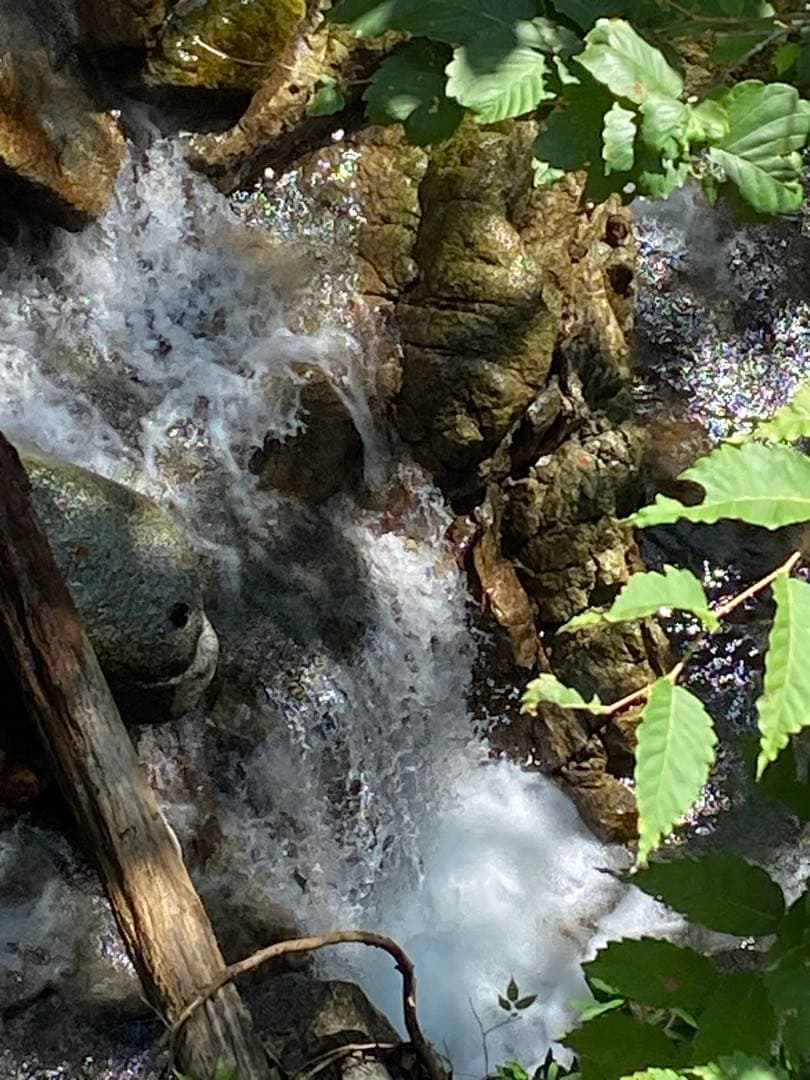 はちみつ　日本蜜蜂のハチミツ　奥山の奥の蜂蜜　国産蜂蜜愛媛産　２種