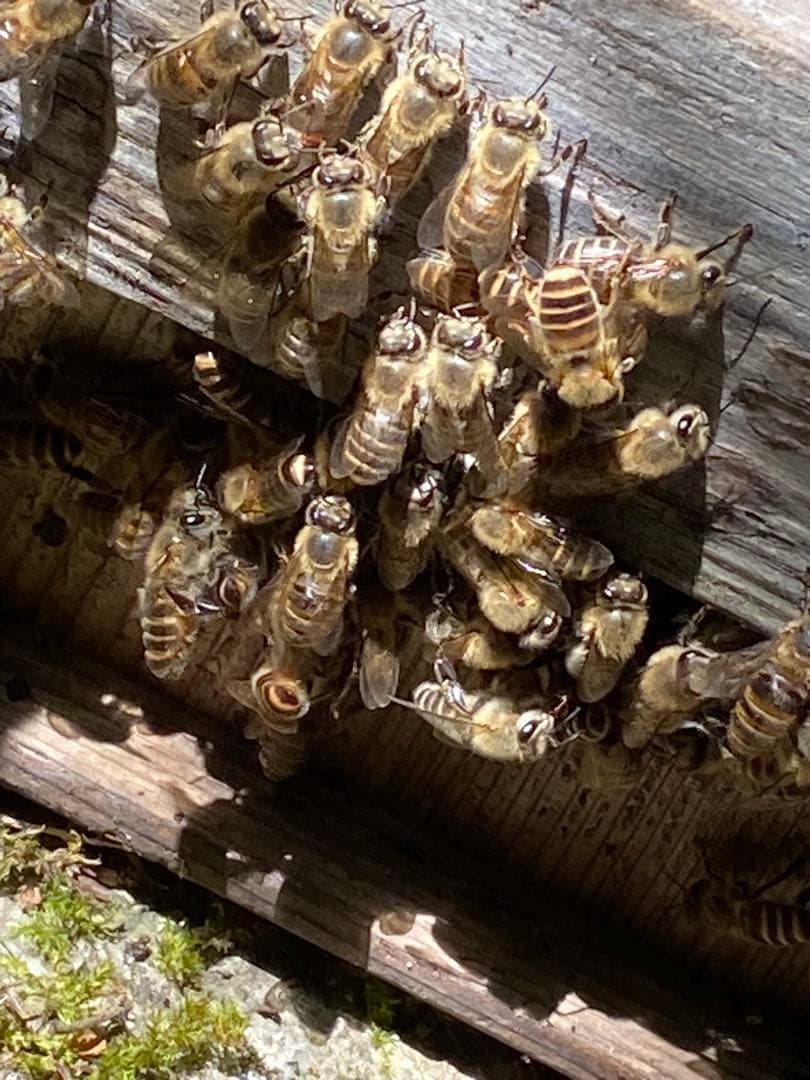 はちみつ　日本蜜蜂のハチミツ　奥山の奥の蜂蜜　国産蜂蜜愛媛産　２種