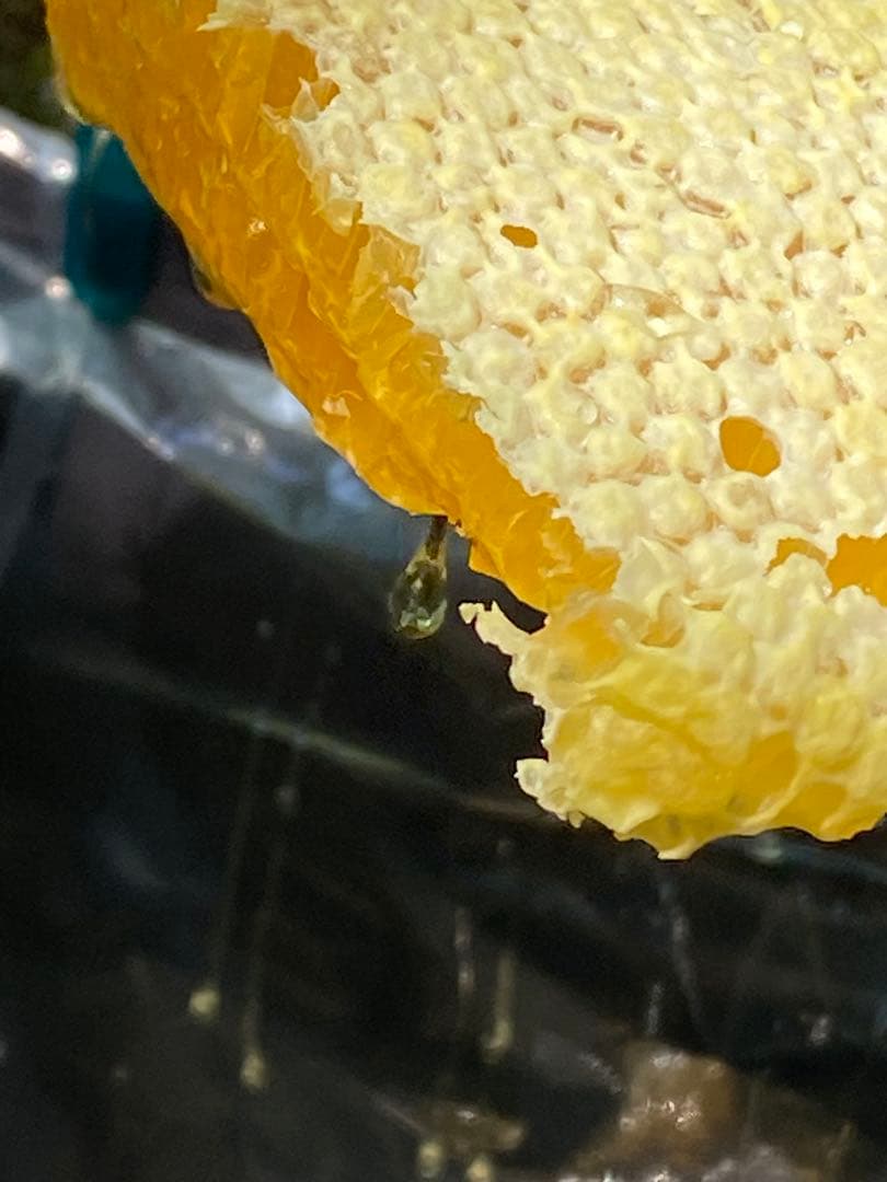 はちみつ　日本蜜蜂のハチミツ　奥山の奥の蜂蜜　国産蜂蜜愛媛産　２種