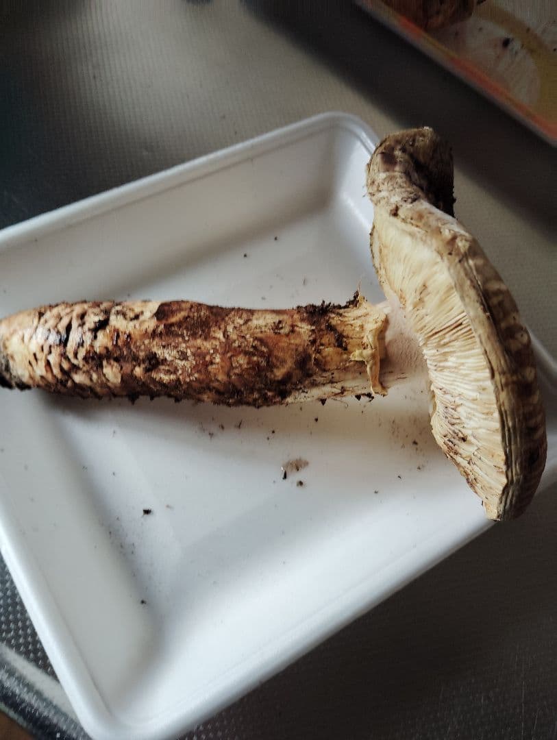 松竹梅様御専用岩手県岩泉産松茸　3本セット