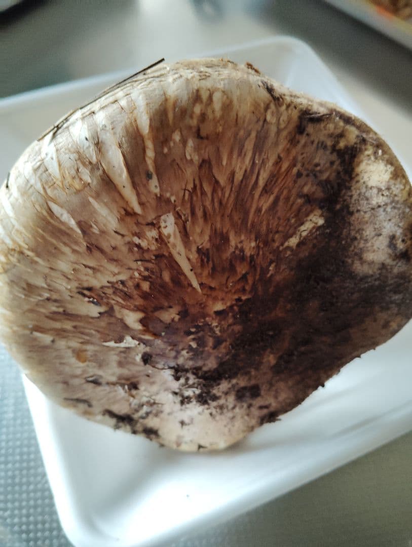 松竹梅様御専用岩手県岩泉産松茸　3本セット