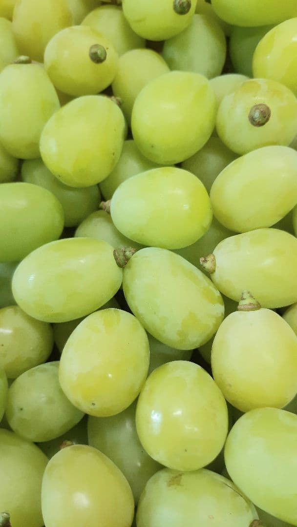 シャインマスカット増量の、大粒多め入り徳用5.5キロ粒バック入りになります。