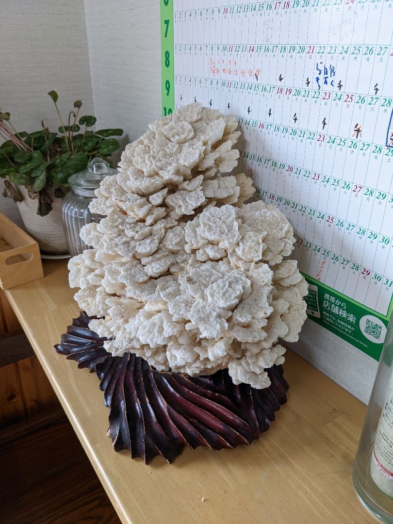 珊瑚礁　海の宝