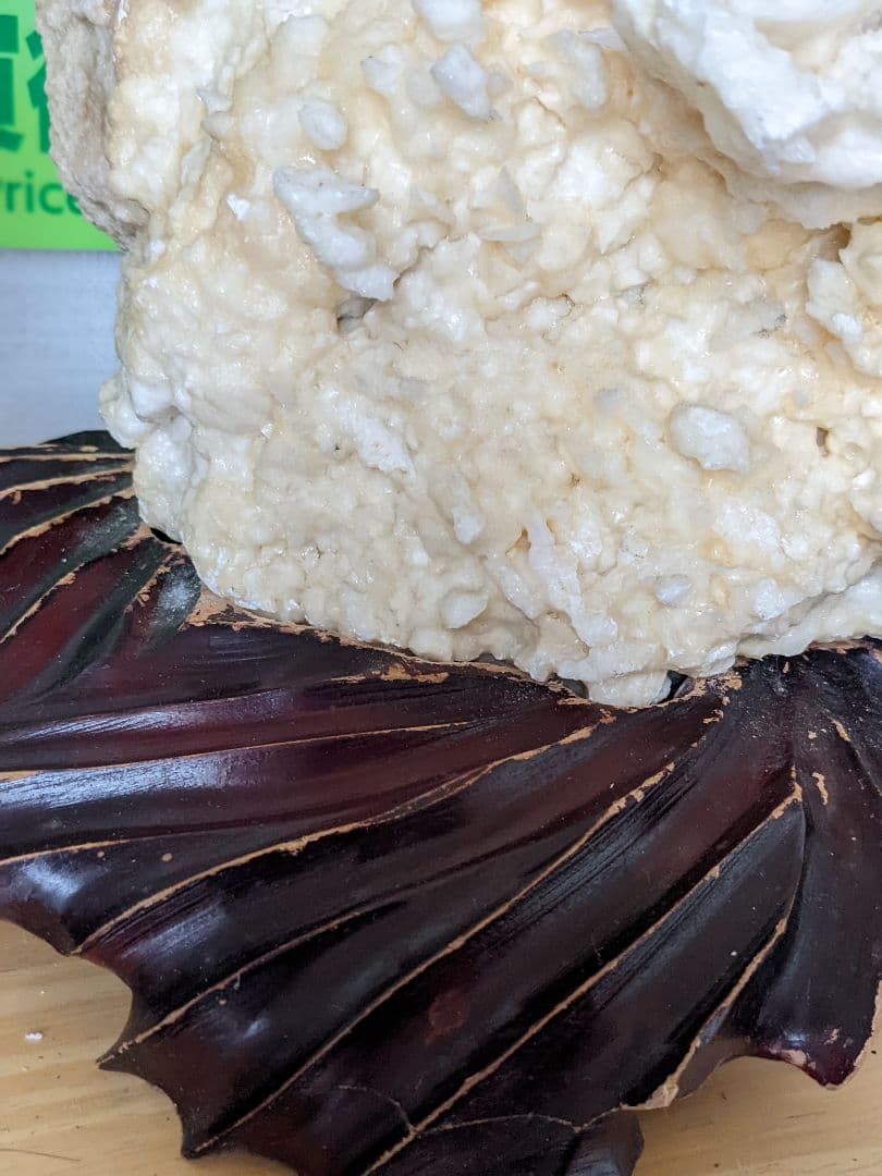 珊瑚礁　海の宝