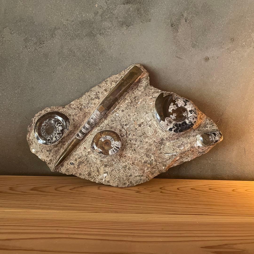 モロッコ産　アンモナイト　オルソセラス　化石　博物館　鉱石