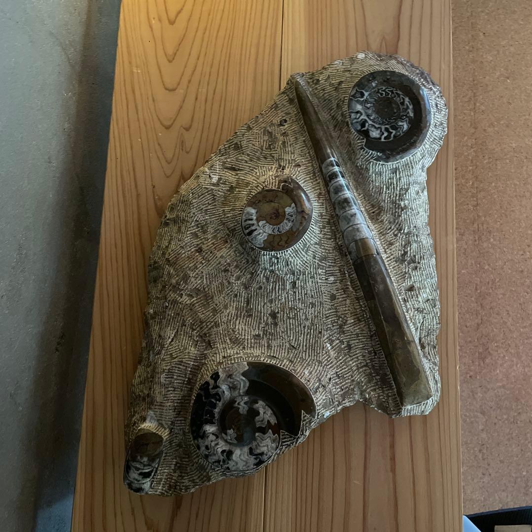 モロッコ産　アンモナイト　オルソセラス　化石　博物館　鉱石