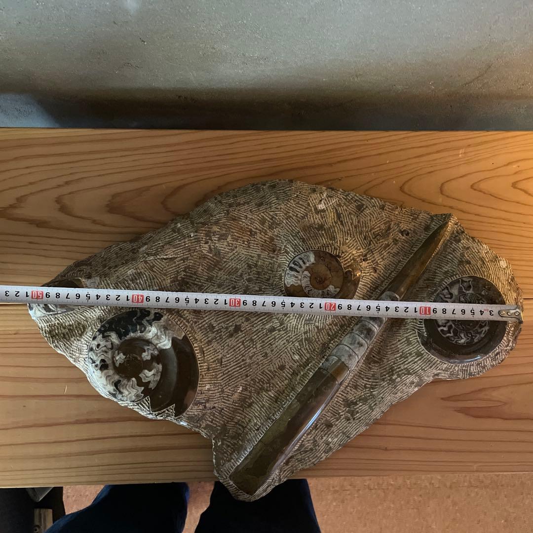 モロッコ産　アンモナイト　オルソセラス　化石　博物館　鉱石