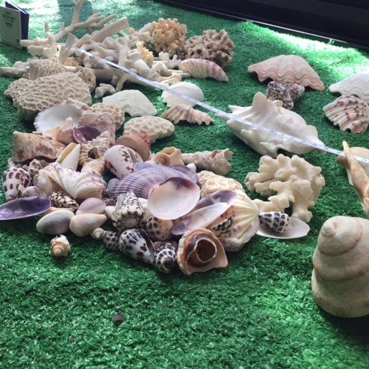 沖縄　石垣島の貝殻