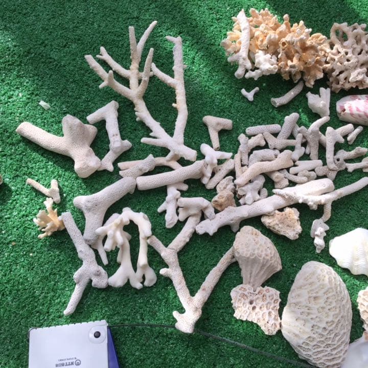 沖縄　石垣島の貝殻