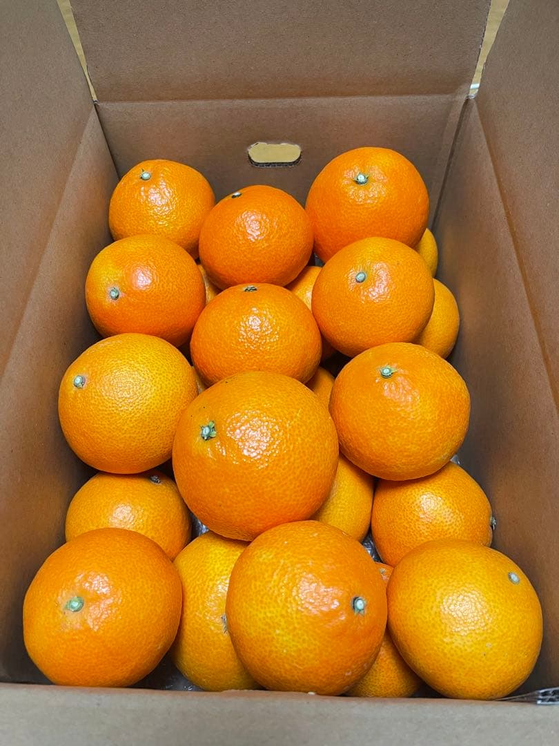 紅まどんな(5kgx2箱)贈答用・家庭用