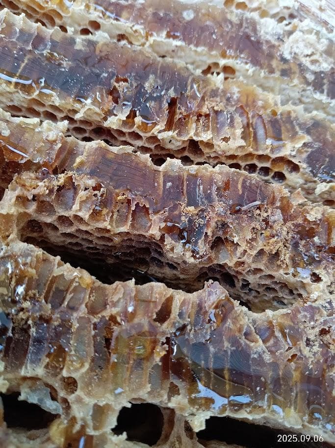 カノン二ホンミツバチの搾りハチミツ　＋　二ホンミツバチの盛り上げ巣ハチミツ