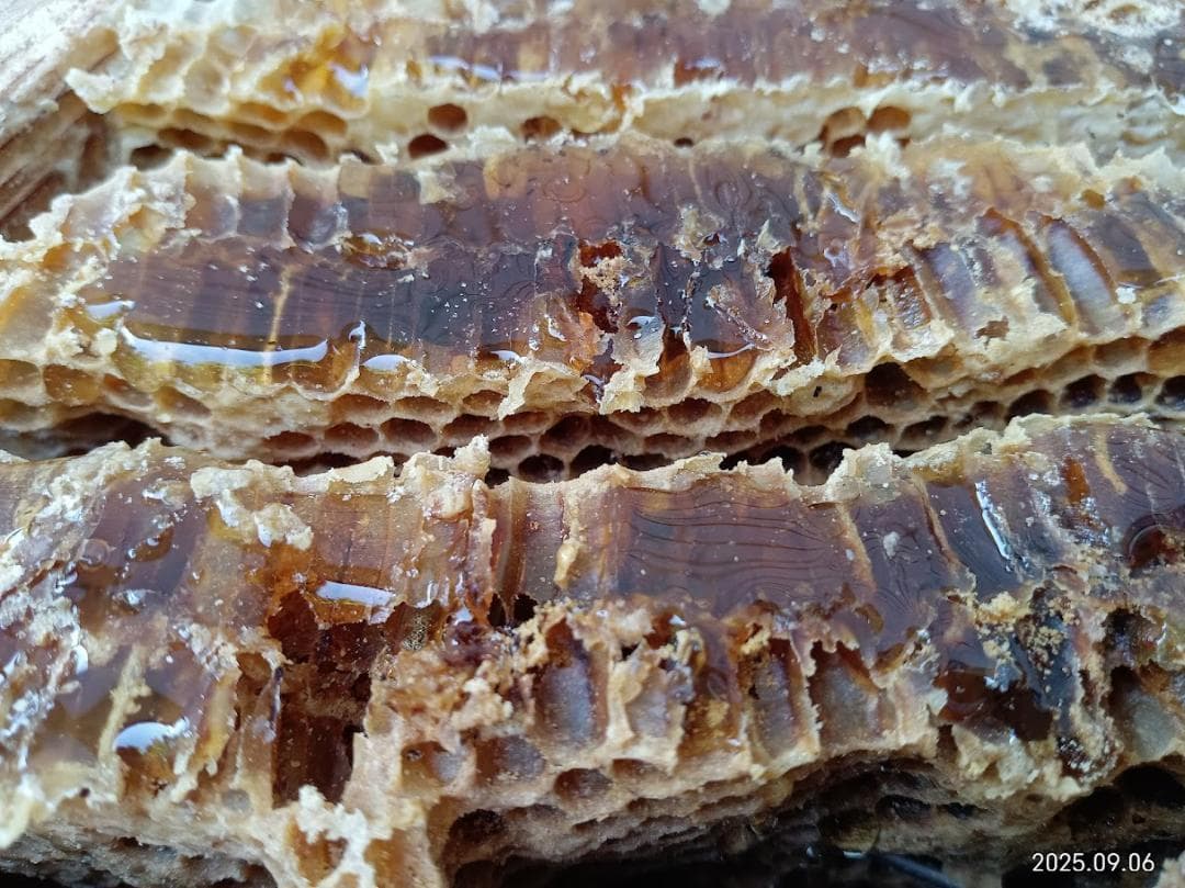 カノン二ホンミツバチの搾りハチミツ　＋　二ホンミツバチの盛り上げ巣ハチミツ