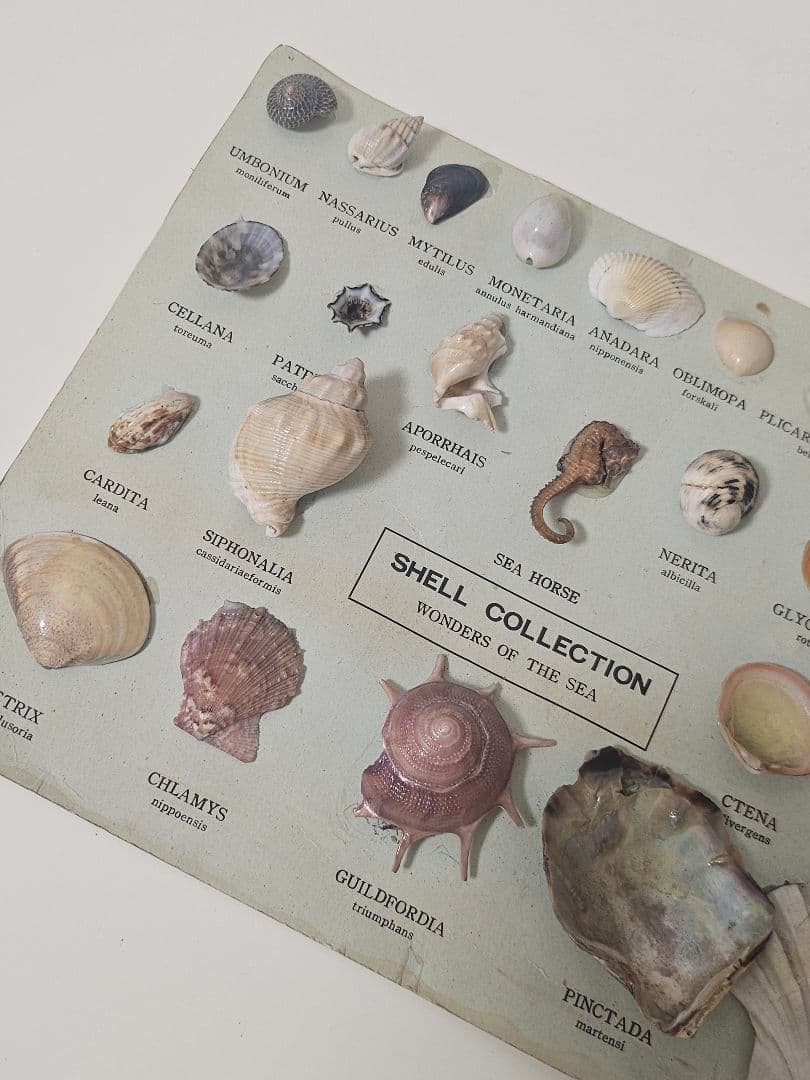 貝殻標本 立体 ポスター インテリア 絵画 海外
