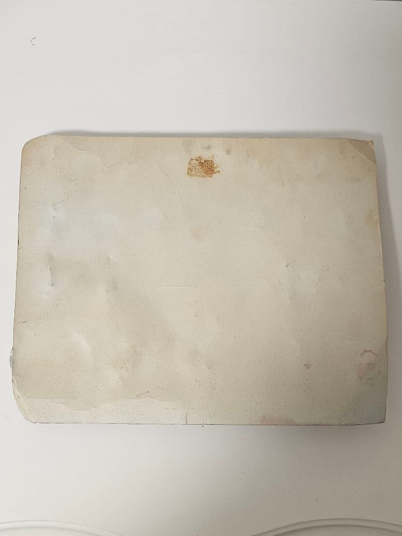 貝殻標本 立体 ポスター インテリア 絵画 海外