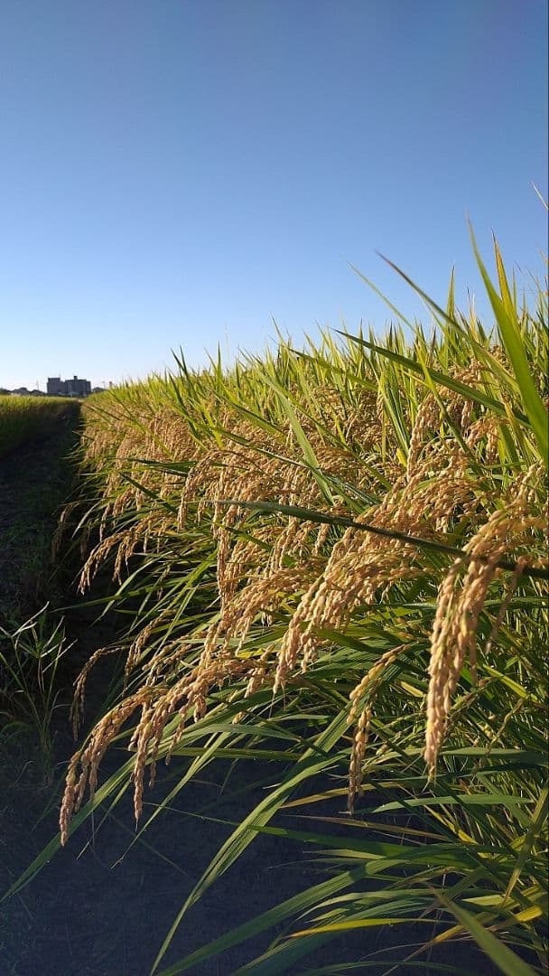 令和7年佐賀県産 さがびより 10kg 農家直送 （玄米）