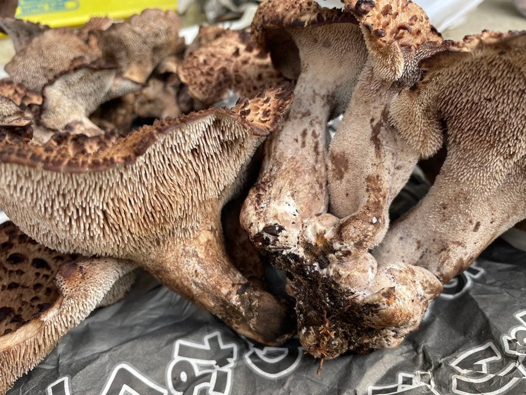 【岩手県産】香茸1.2kg クール便送料込み