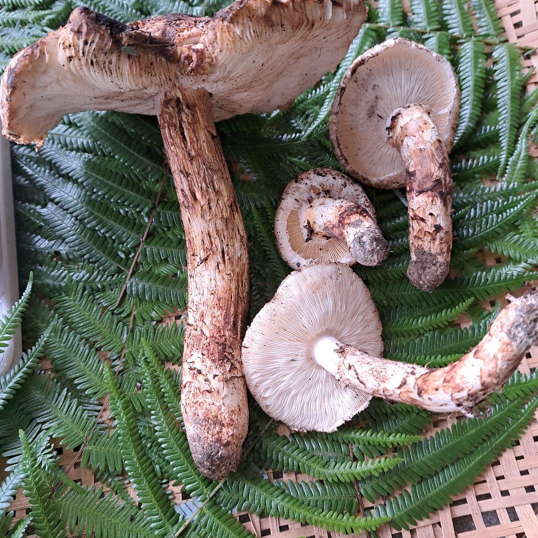 広島県産松茸　314g　　1本虫食いあり