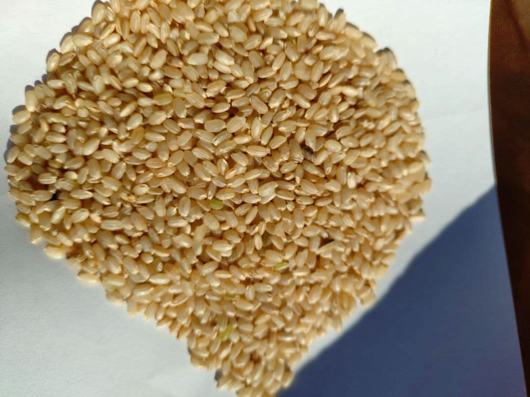 令和7年　　新米　玄米30キロ　早いもの勝ちラスト