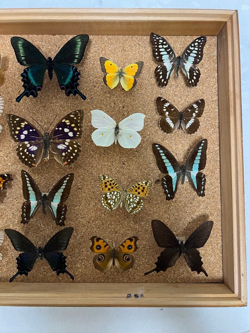 希少蝶の標本 ドイツ木製フレーム付き箱現状品のみ42x32x6cm