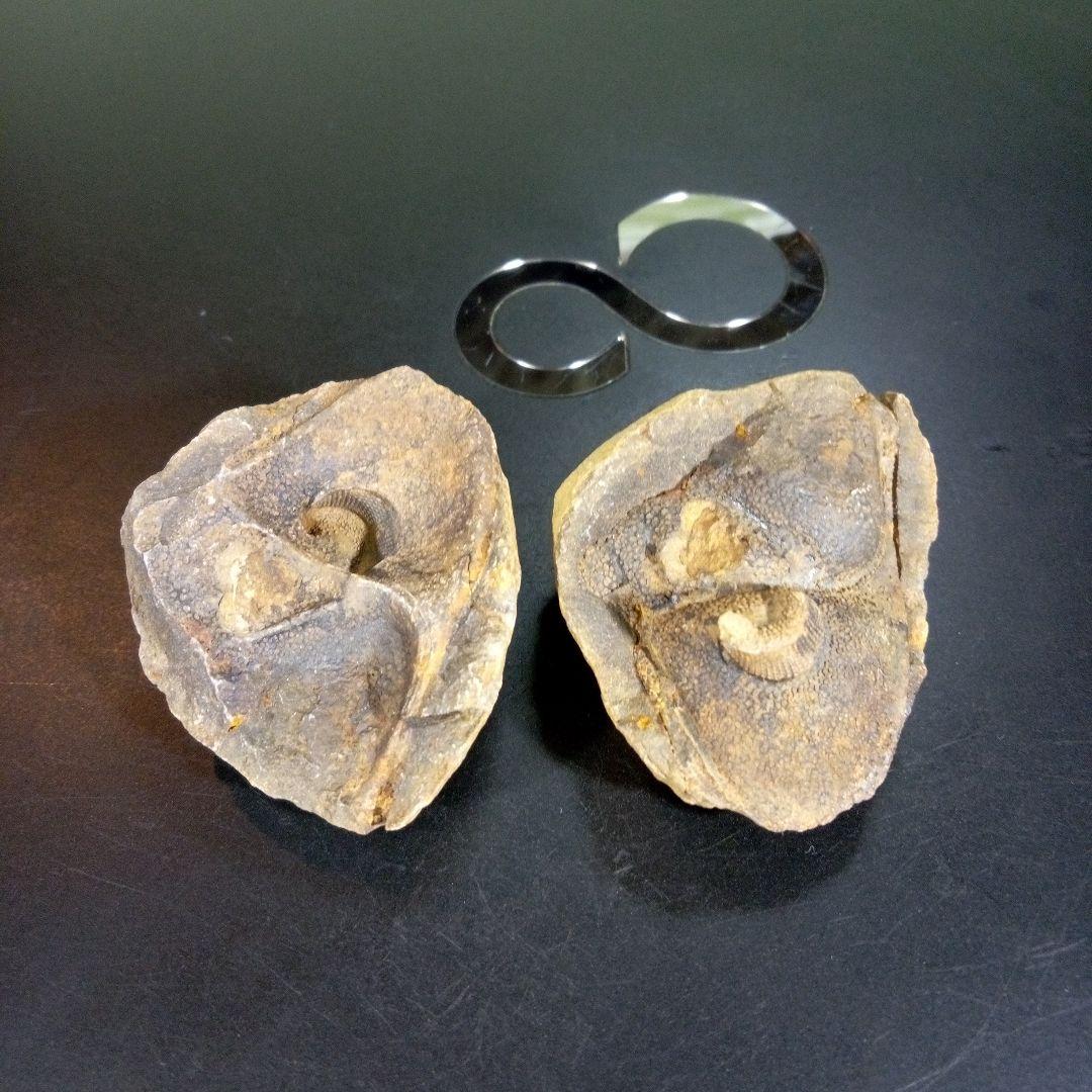 三葉虫　化石　fossil　海　ボリビア産　trilobite　レア　化石№⑩