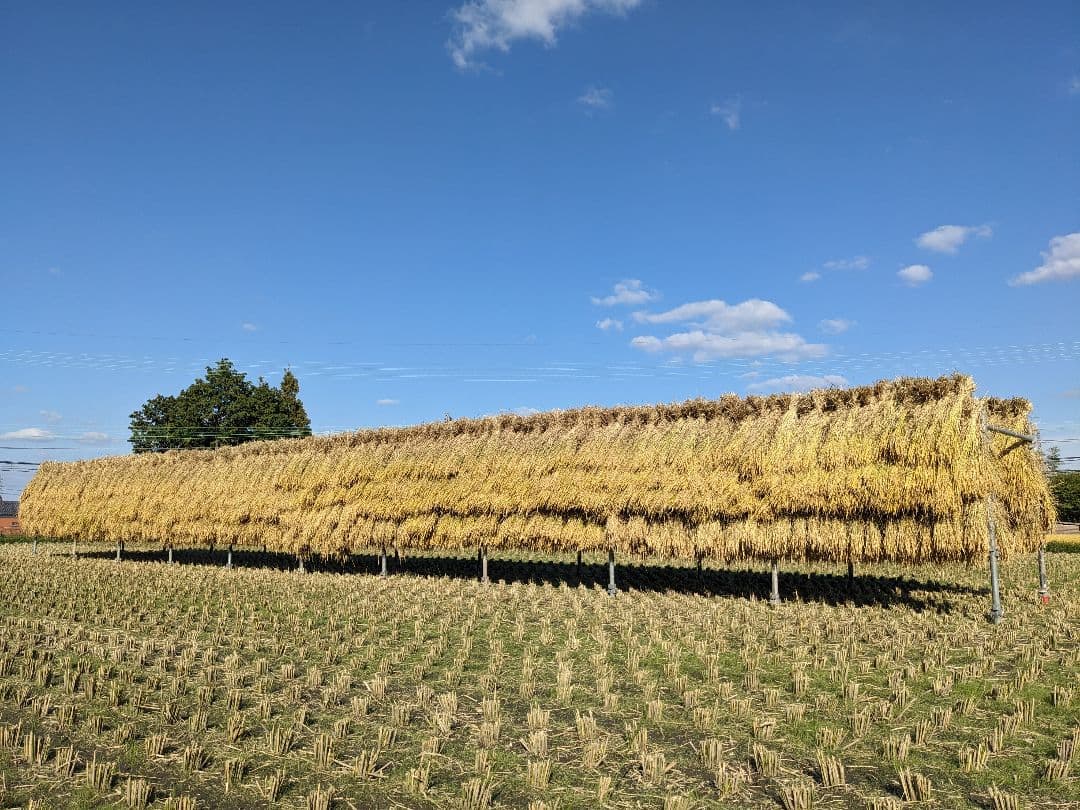 こだわりのお米 玄米20kg [天日干し・無農薬・有機肥料・籾保存]_1