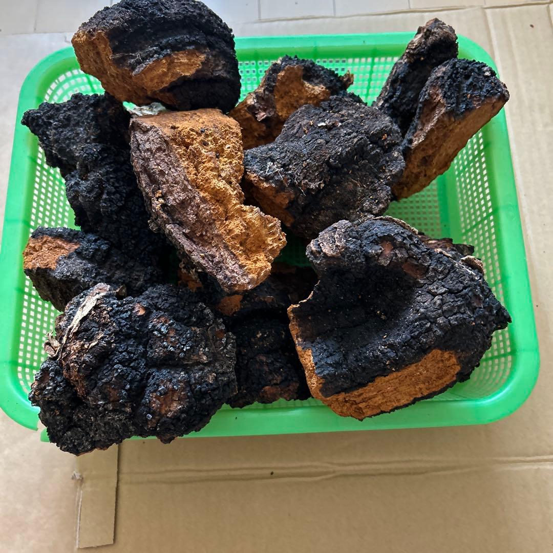 【北海道産】カバノアナタケ　2キロ（C）