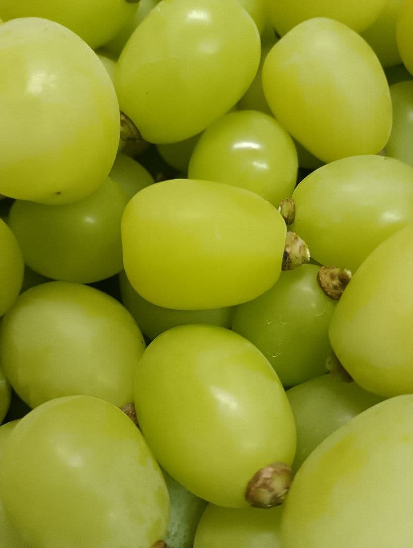 シヤインマスカット大粒グリーン多め入り3キロパック入りになります。