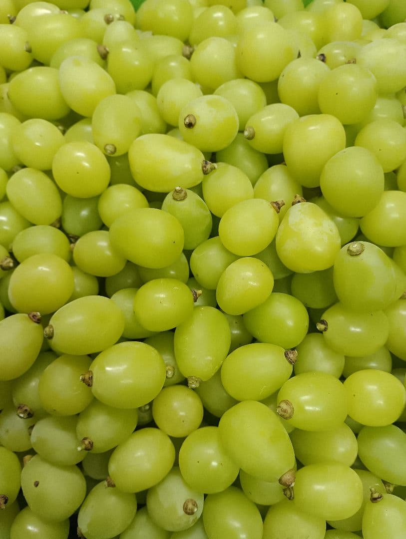 シヤインマスカット大粒グリーン多め入り3キロパック入りになります。