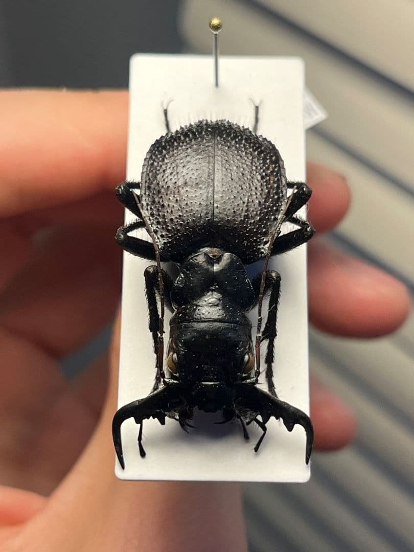 【大閻魔斑猫希少種】オオエンマハンミョウ Manticora 産 昆虫標本