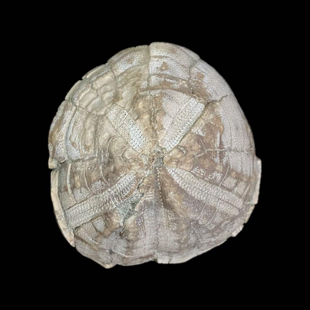 ウニ　化石　北海道 産　国産化石