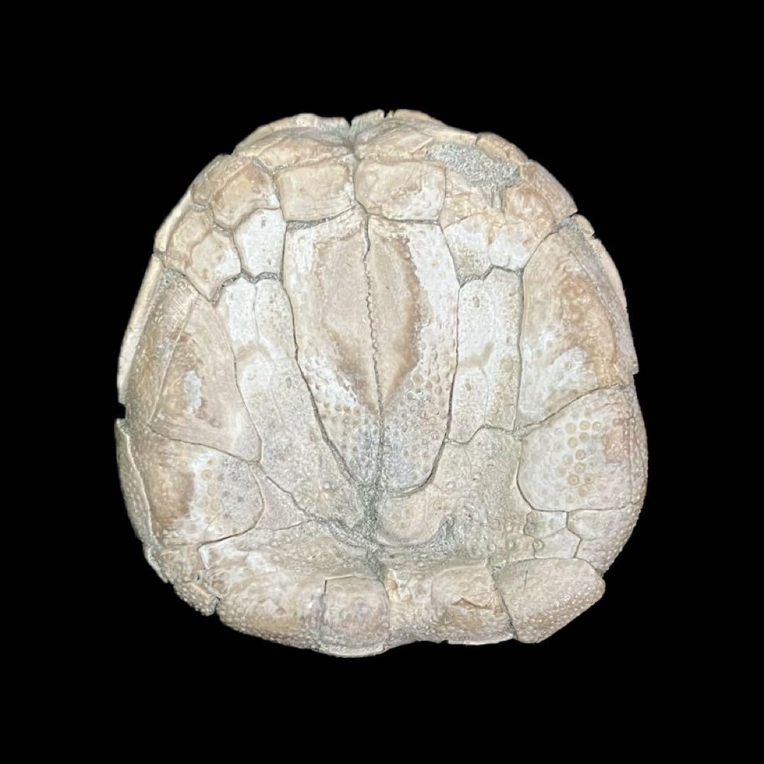 ウニ　化石　北海道 産　国産化石