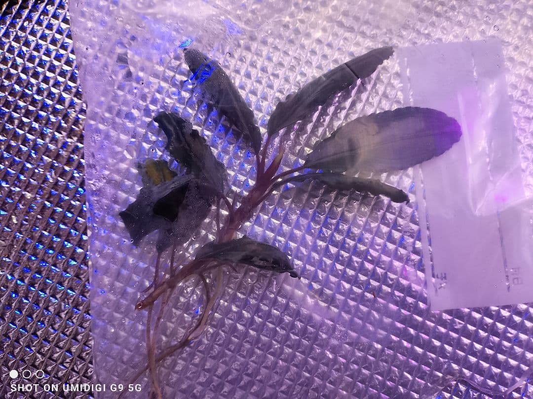 特価ブセファランドラ ルミナス パープル2 メラウィ