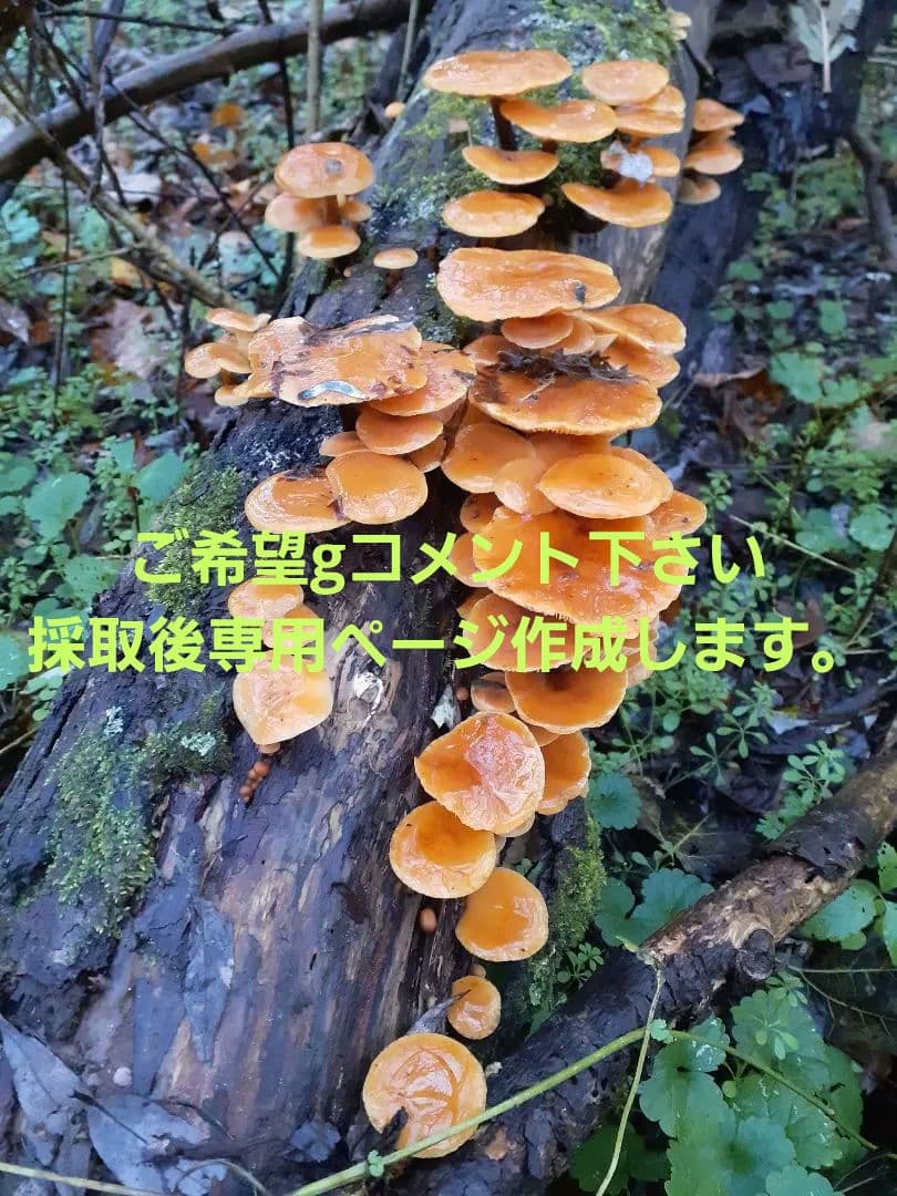 秋田県産 天然きのこ エノキダケ えのきだけ 雪の下 300g→受付