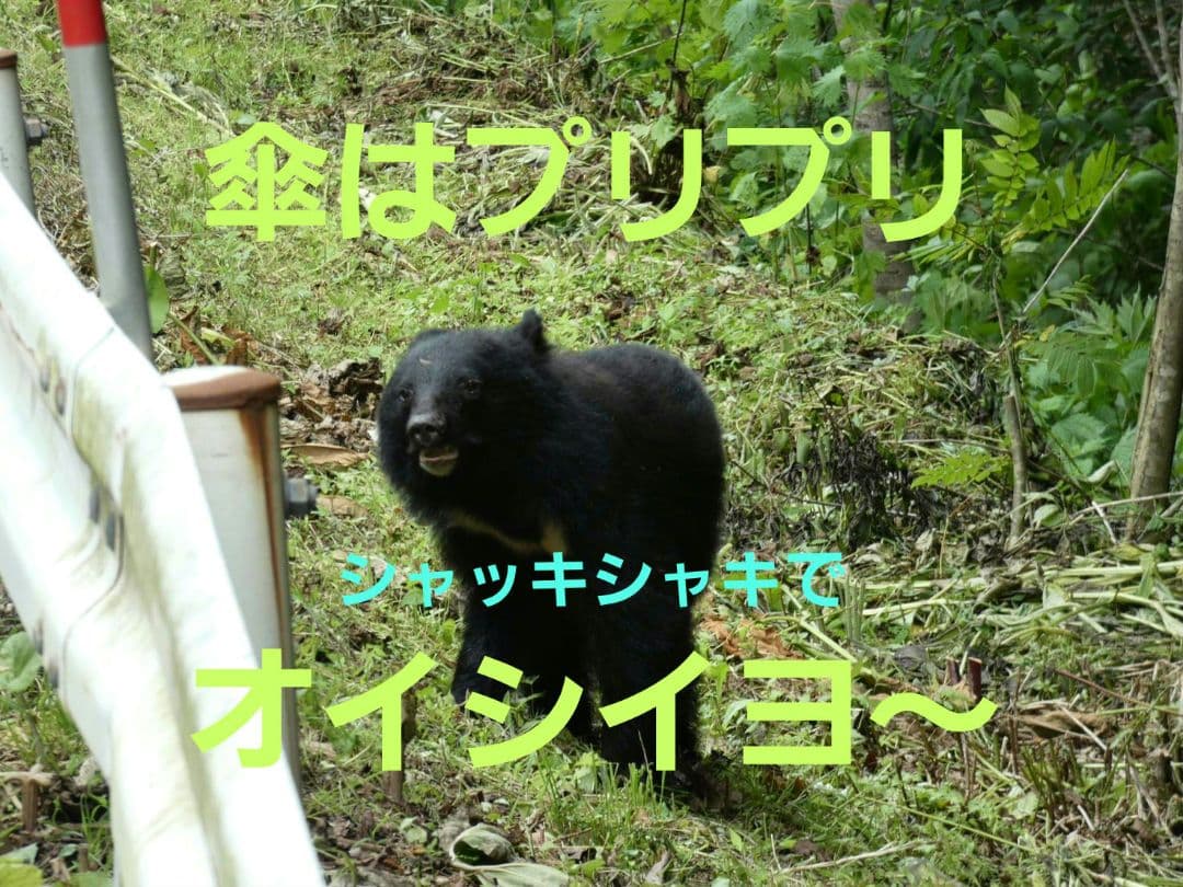 秋田県産 天然きのこ エノキダケ えのきだけ 雪の下 300g→受付